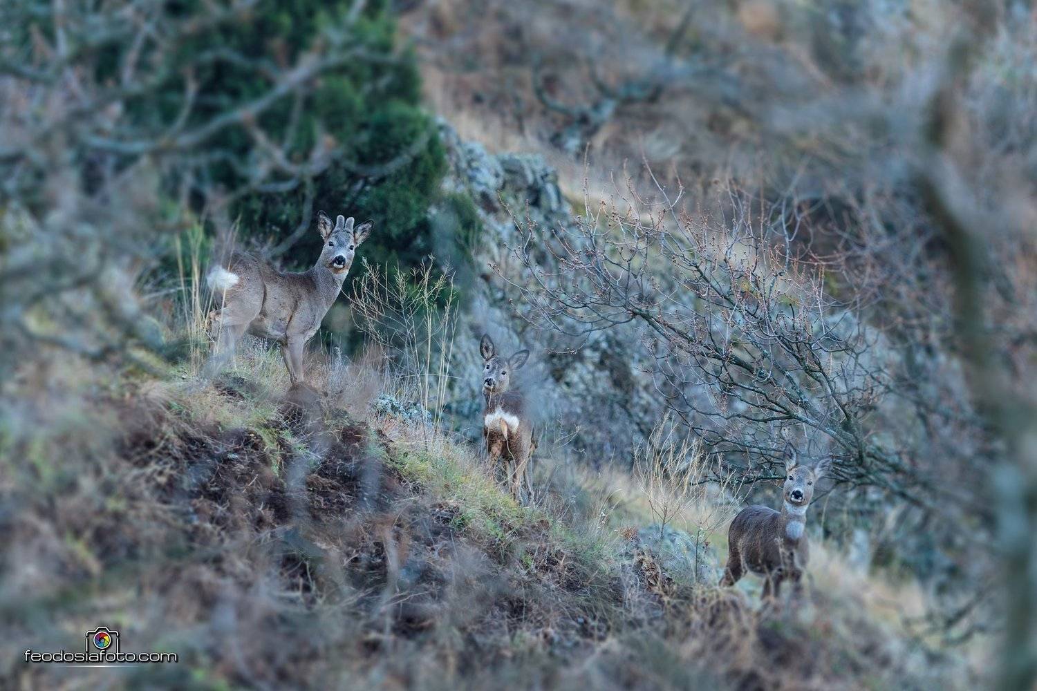 Крым, Андрей Шелякин