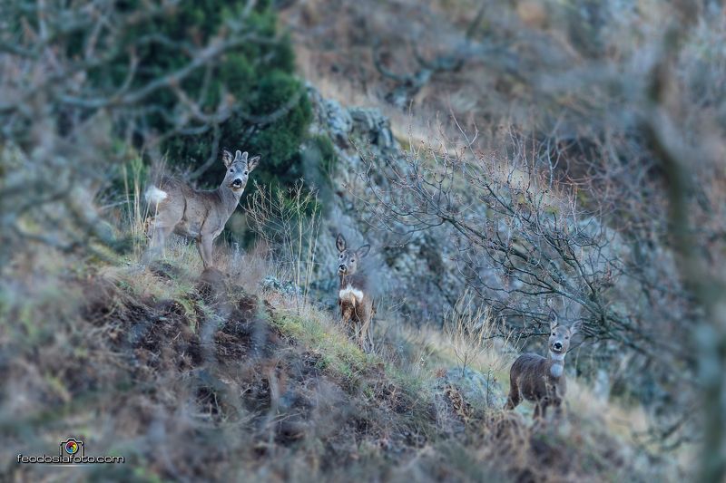 Крым Любопытные морды фото превью