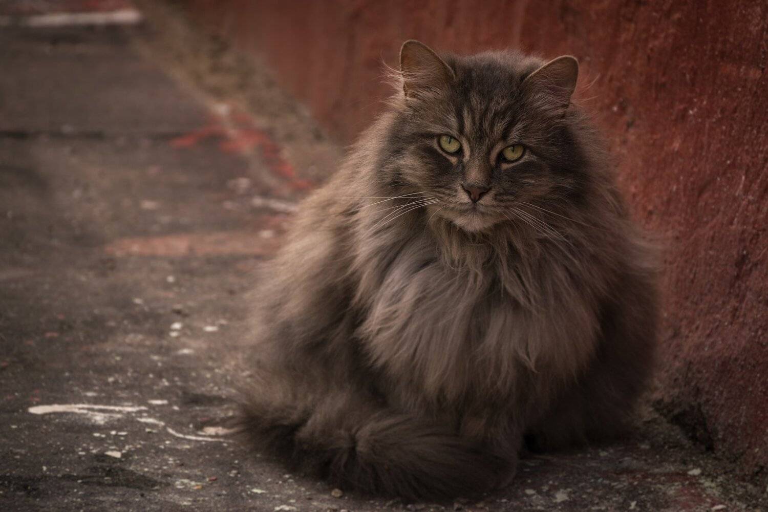 кот, стена, москва, Коростелев Юрий