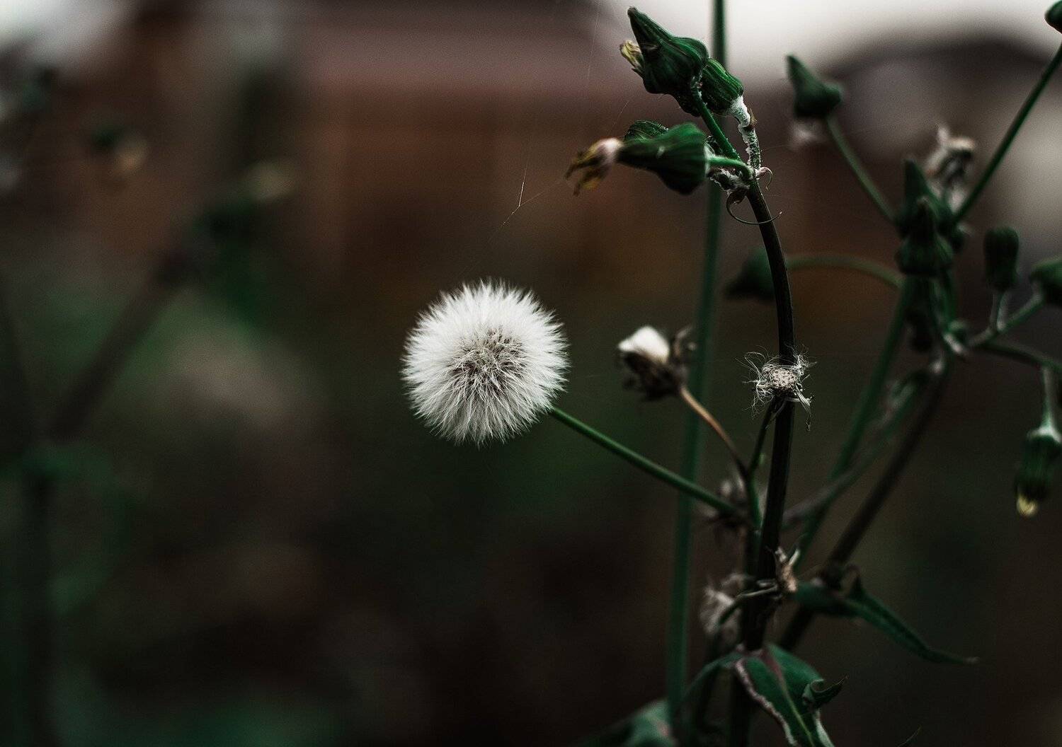 , Парбукова Анна