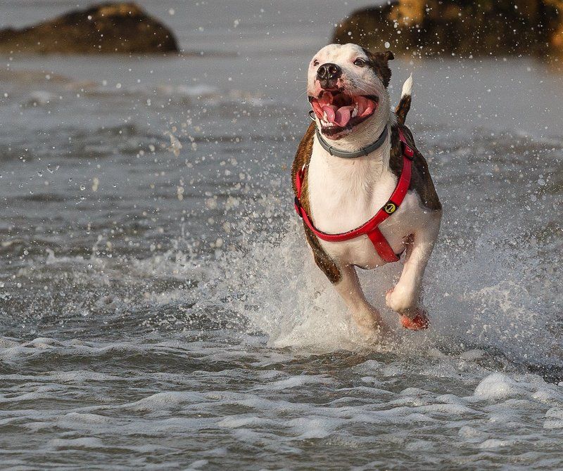 Стремительный!!! фото превью