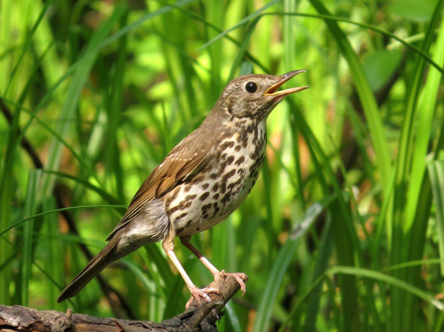 листопад, Наталья Неверова