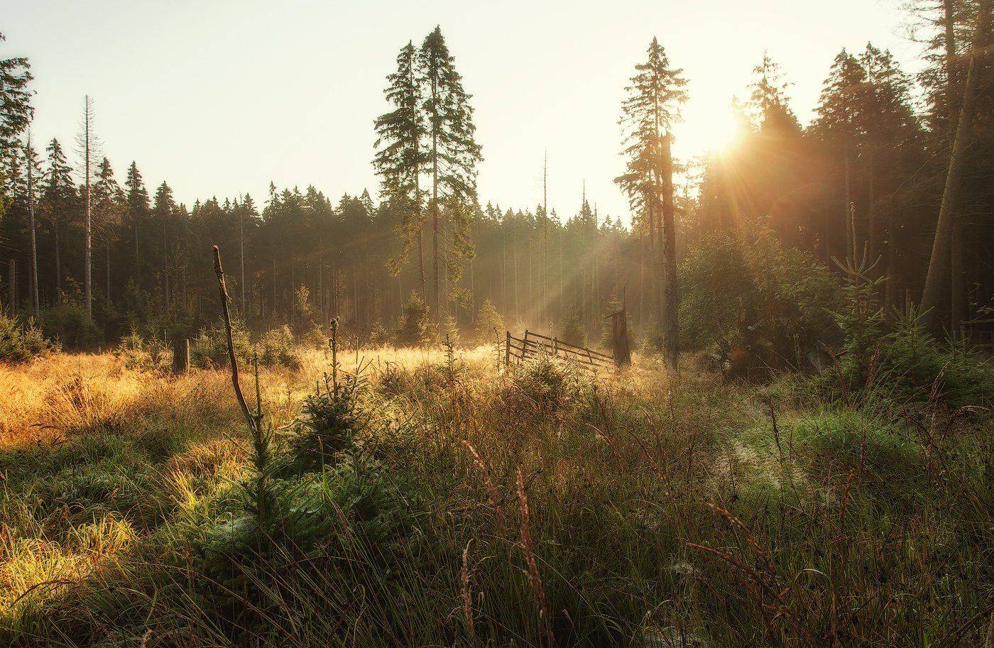 Ключенков, Пейзаж, Роса, Утро, Kljuchenkow Aleksandr