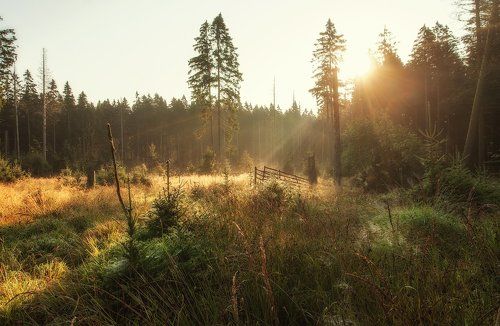 Серебряное утро