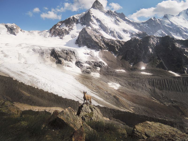 Любопытный фото превью