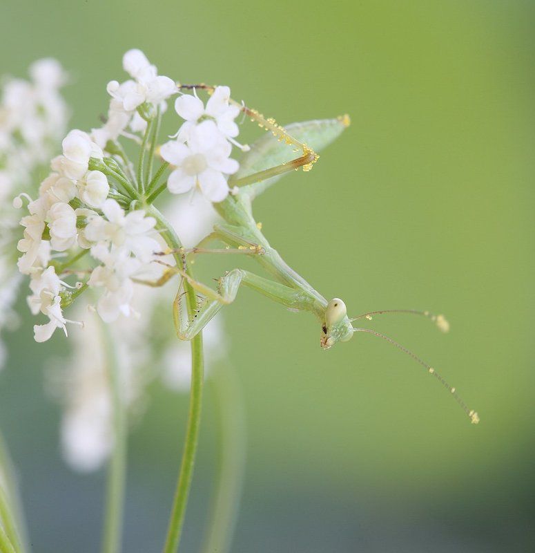 Опылитель фото превью