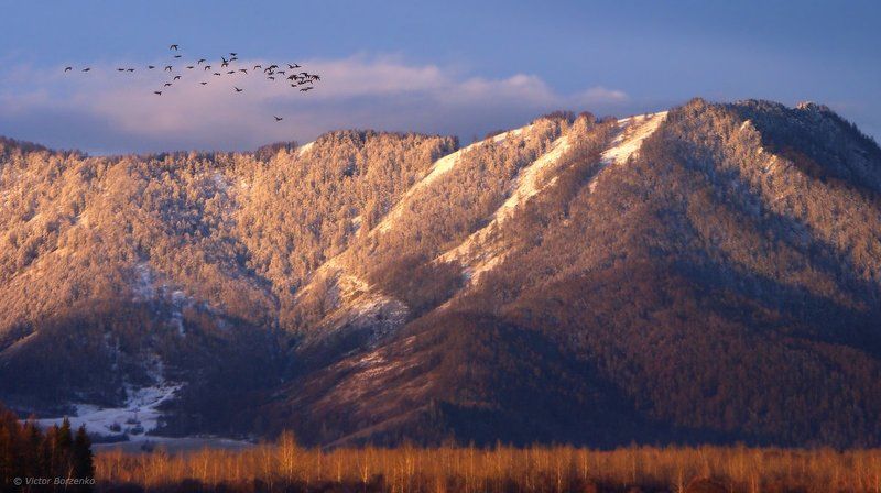 Гусей крикливых караван... фото превью