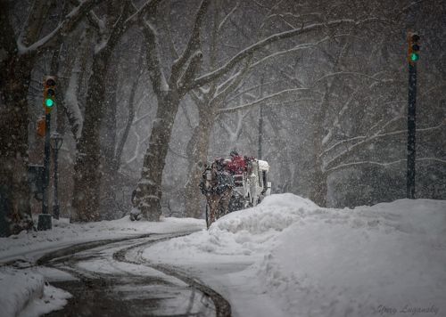Кареты Центрального парка (Central Park Carriages)