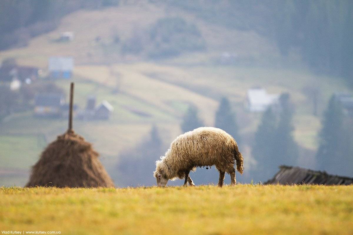 Овечка, поляна, карпаты, горы, поселок, Владимир Куцый