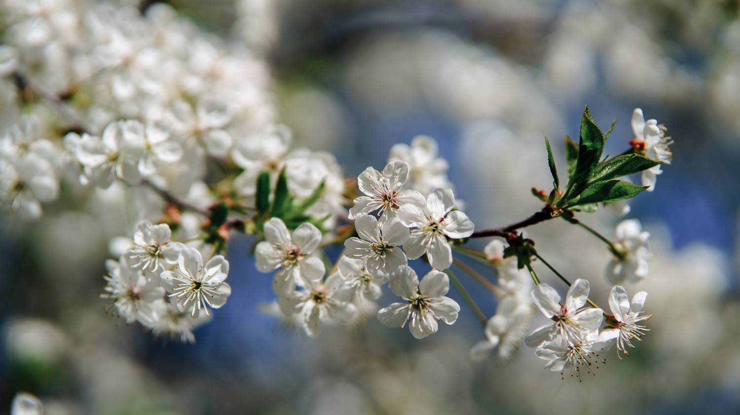 , Вертиков Юрий