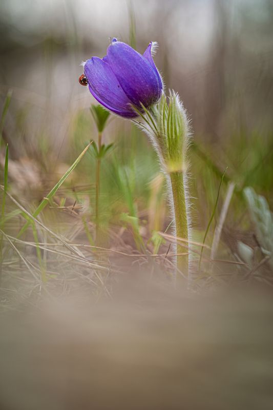 Маленькая божъя коровка, на сон траве...  фото превью