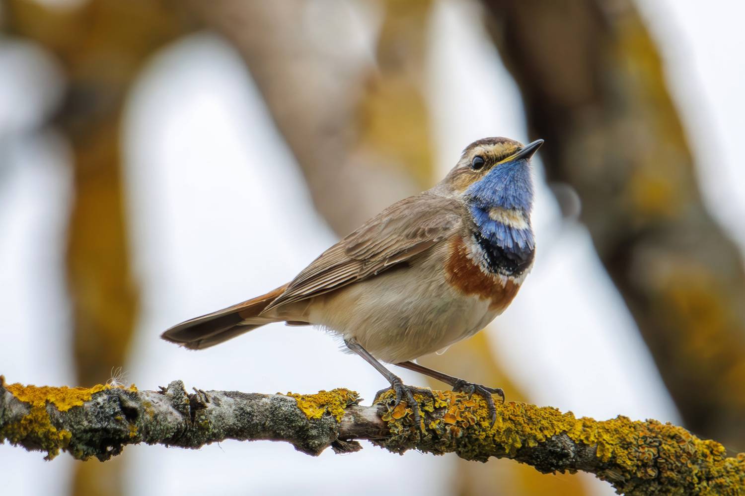 варакуша, Морозов Сергей