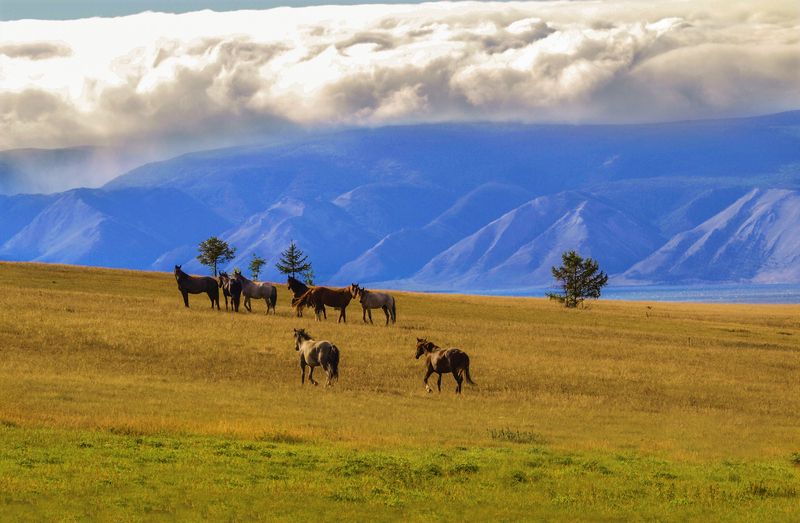горы, озеро, пейзаж, облака, лошади, закат, вечер Пейзаж с лошадями фото превью