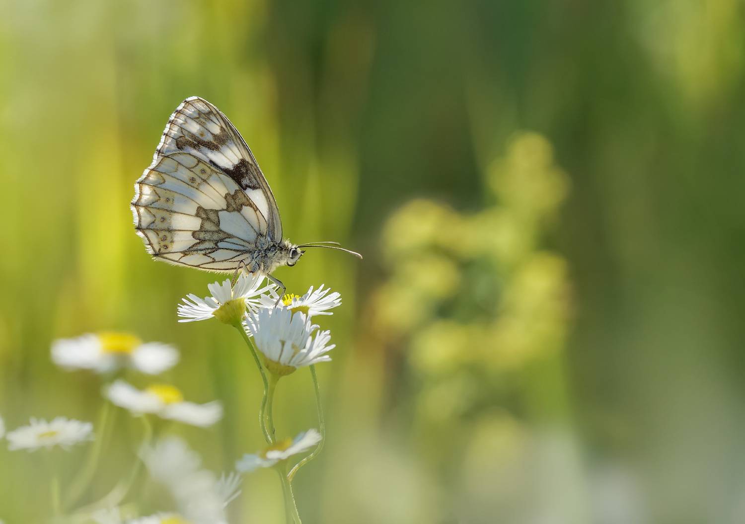 Бабочка,Пестроглазка Галатея, Чепленко Алексей