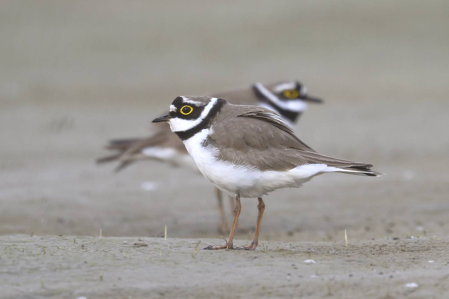 , Пупонин Сергей