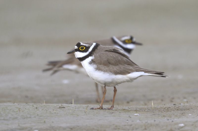 Малый зуек фото превью