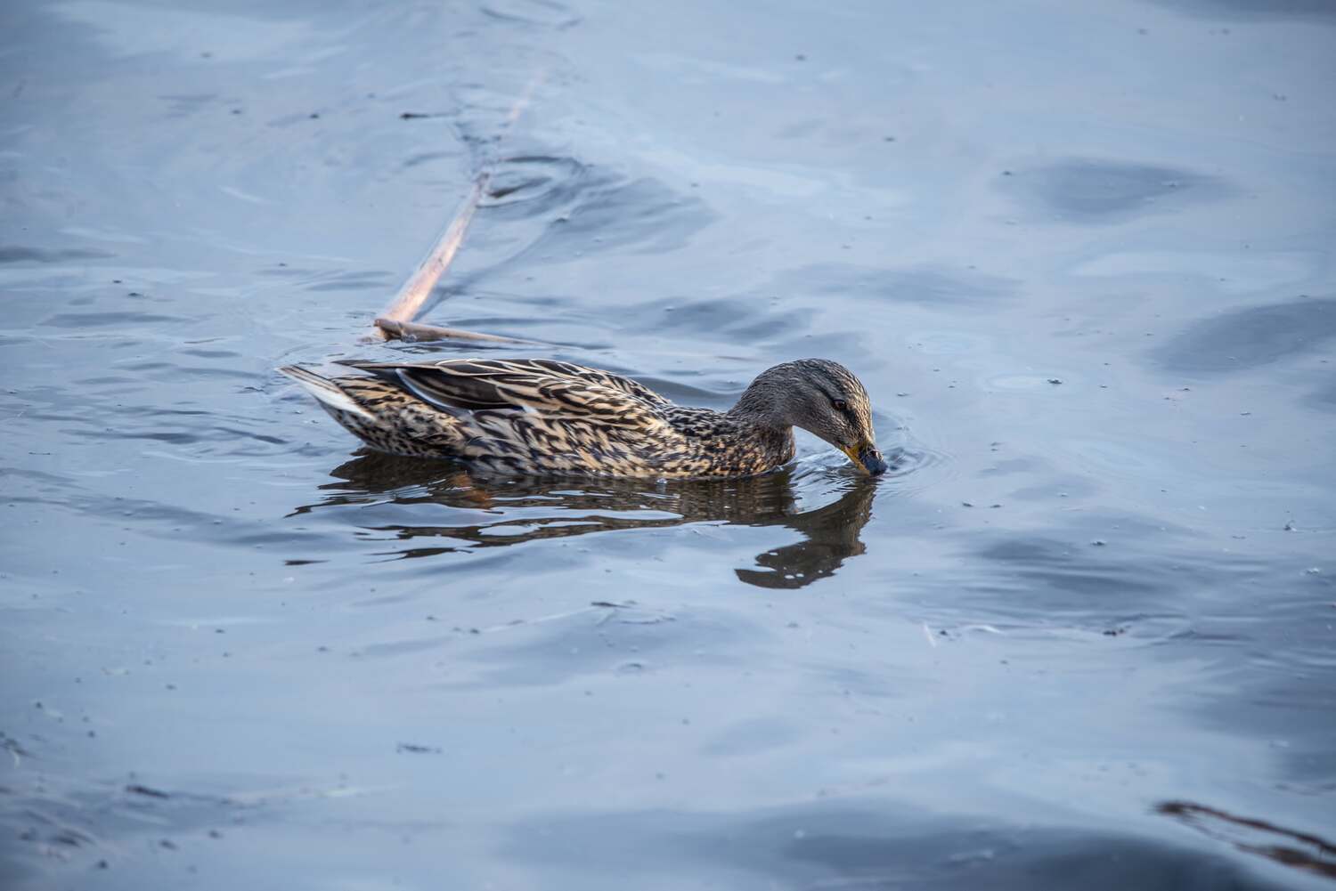 , Ольга Лукахина