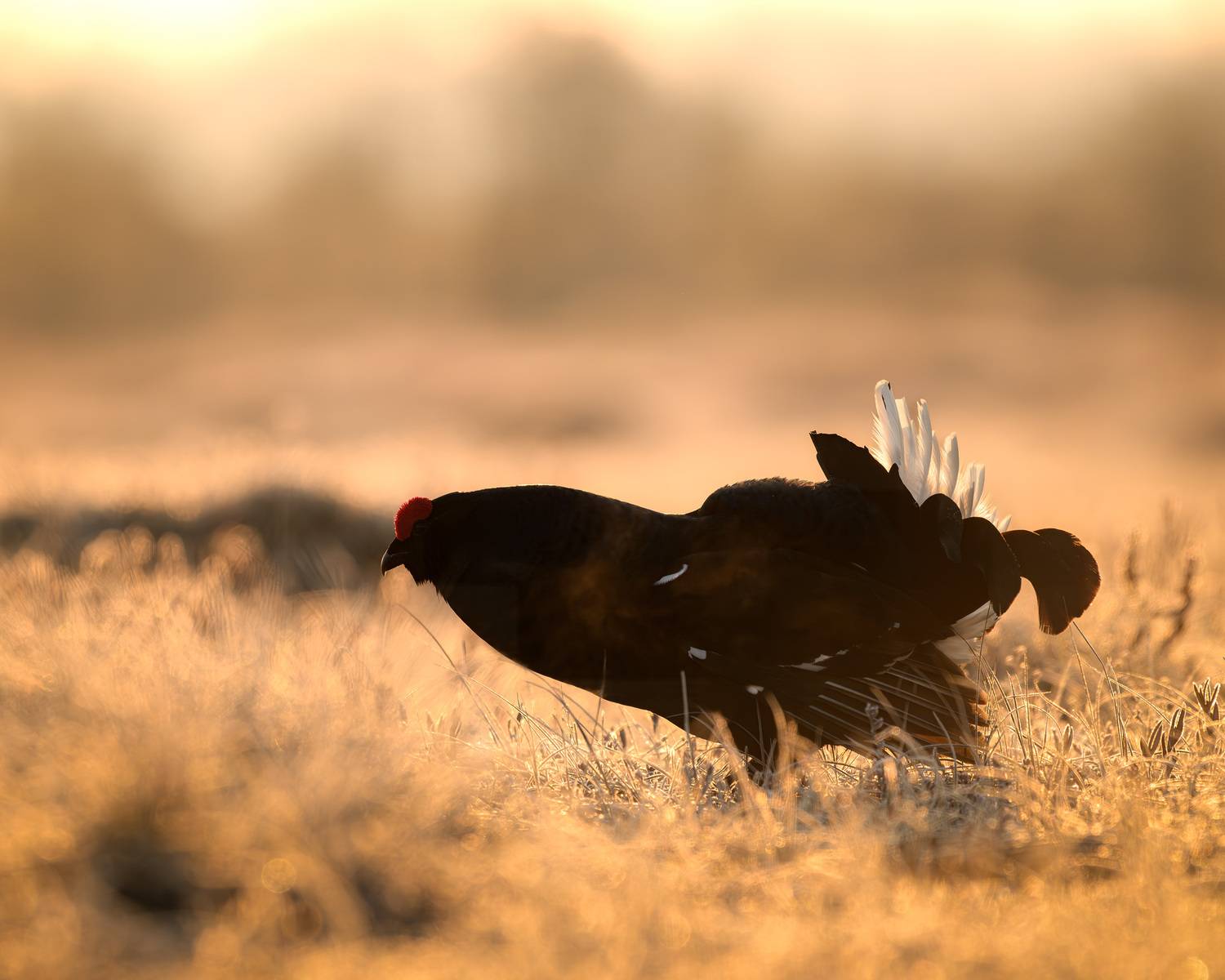 тетерев, ток, токование, птицы, фотоптиц, природа, весна, болото, лес, бердинг, бердвотчинг, фотоохота, birding, black grouse, countership display, birdwatching, wildlife, Михаил Ездаков