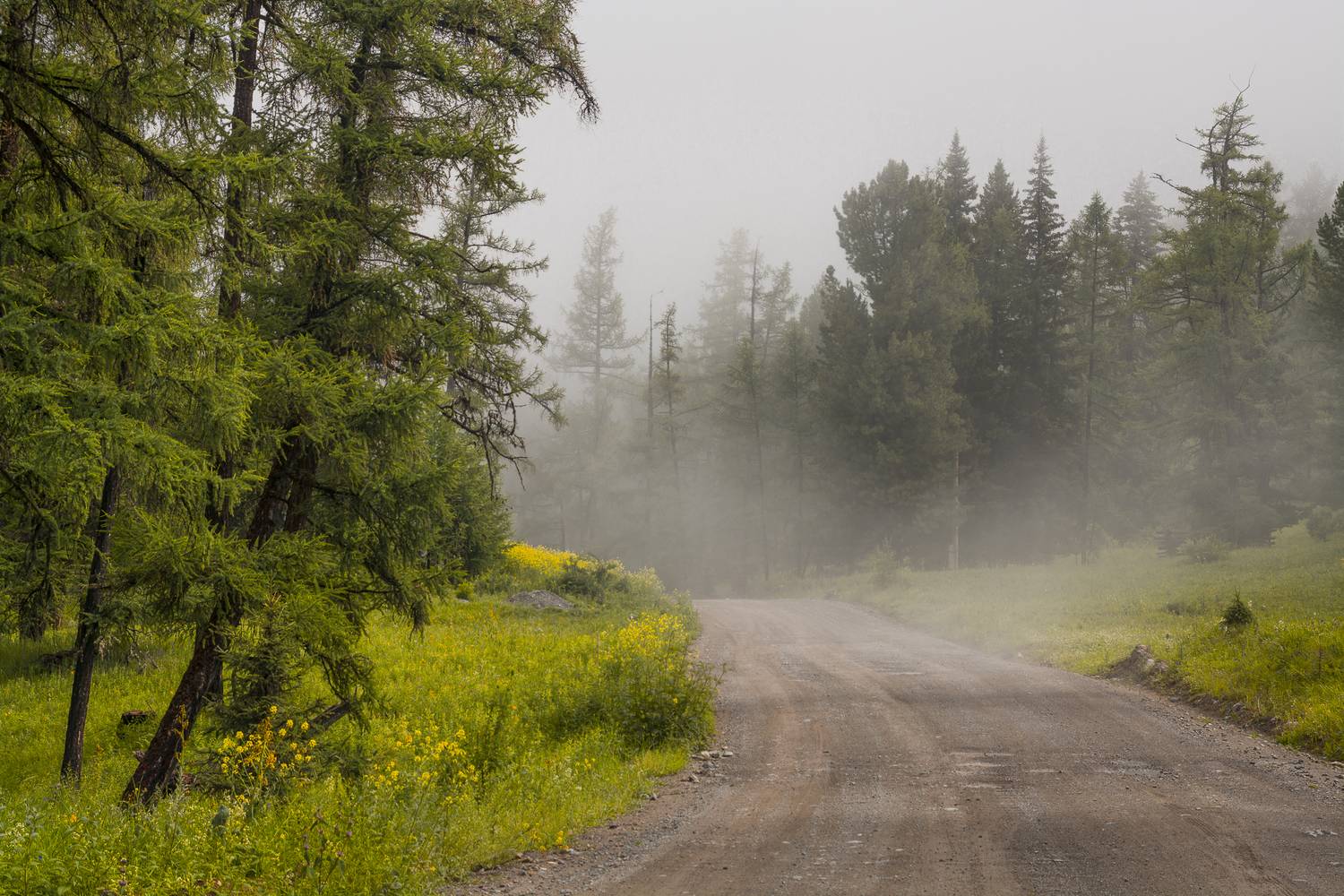 россия, горный алтай, утро, дорога, туман, Поляков Андрей