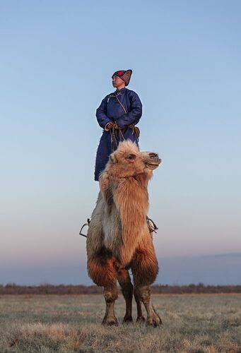 Mongolian camel winter festival