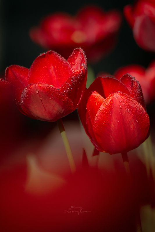 Наполненные тёплым светом, тюльпанов факелы.. фото превью