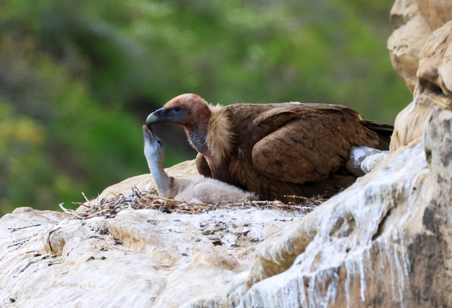 гнездо грифа,птенец грифа,гриф,белоголовый сип,горы,дагестан,, Magov Marat