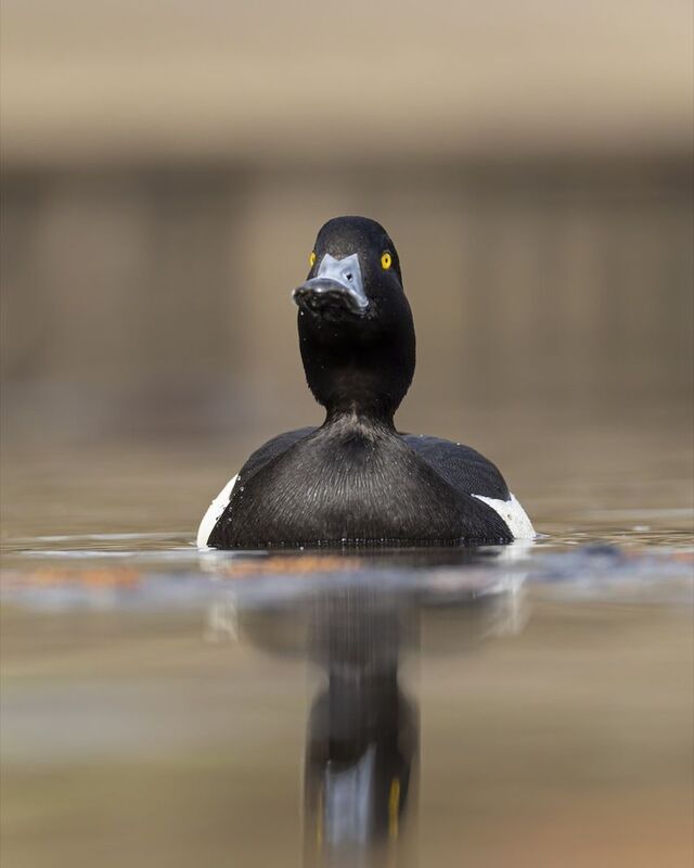 хохлатая чернеть, нырок, птицы Хохлатая чернеть фото превью