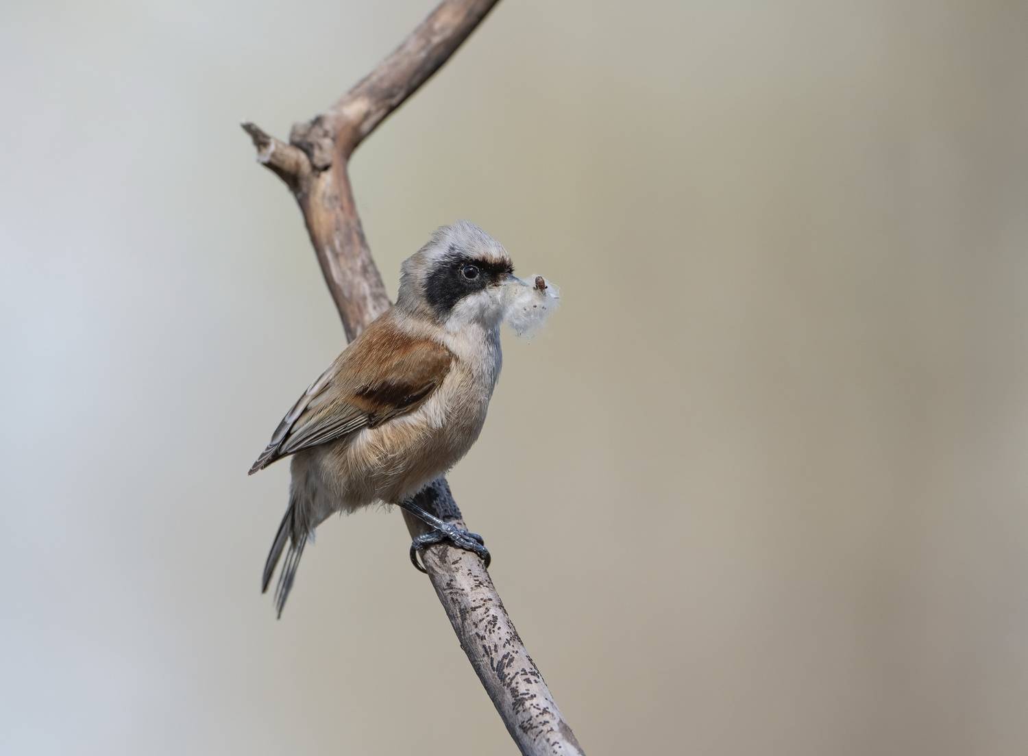 птицы,природа, весна, Андрей Киселёв