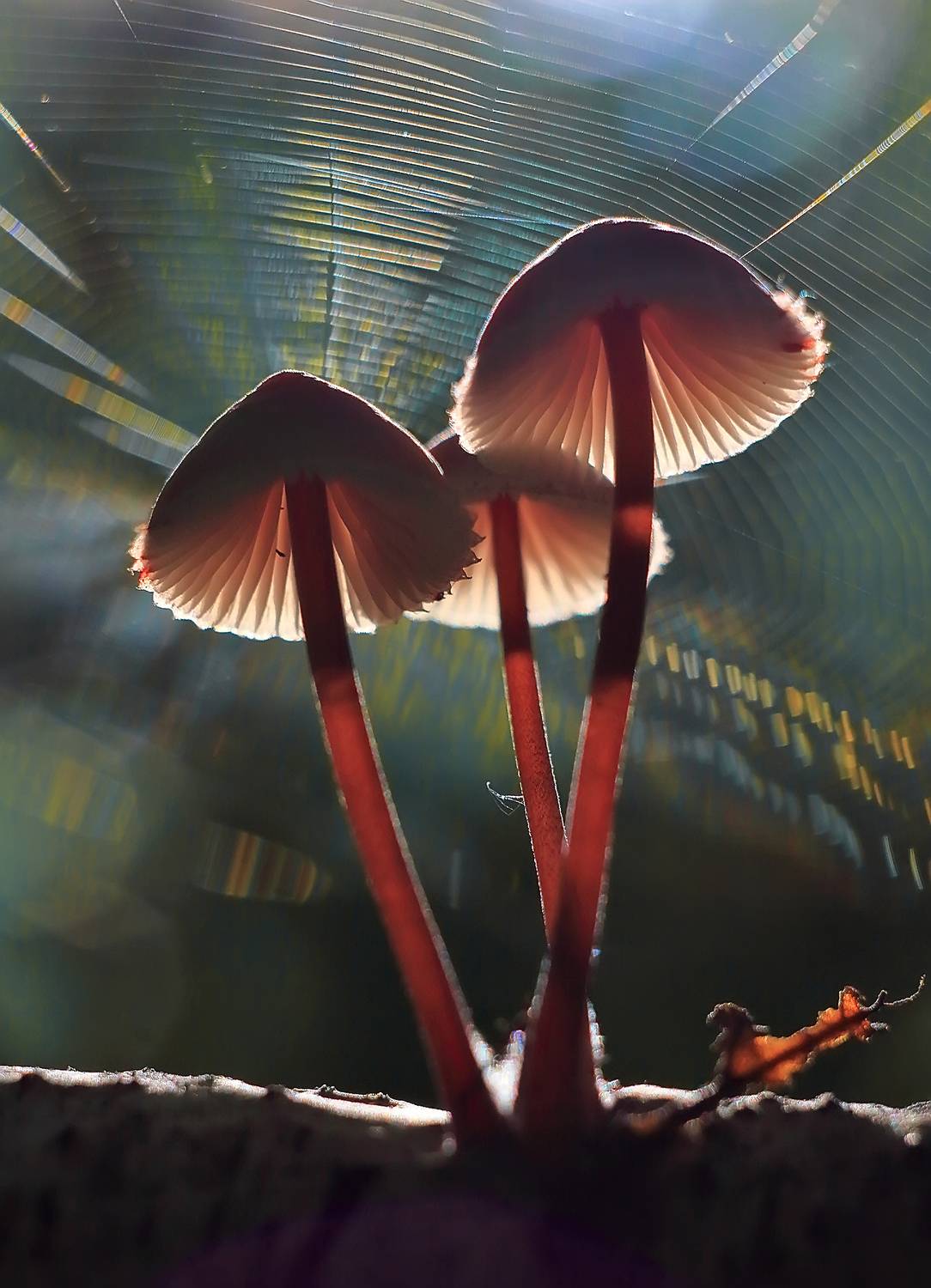 , Галина Горькавая