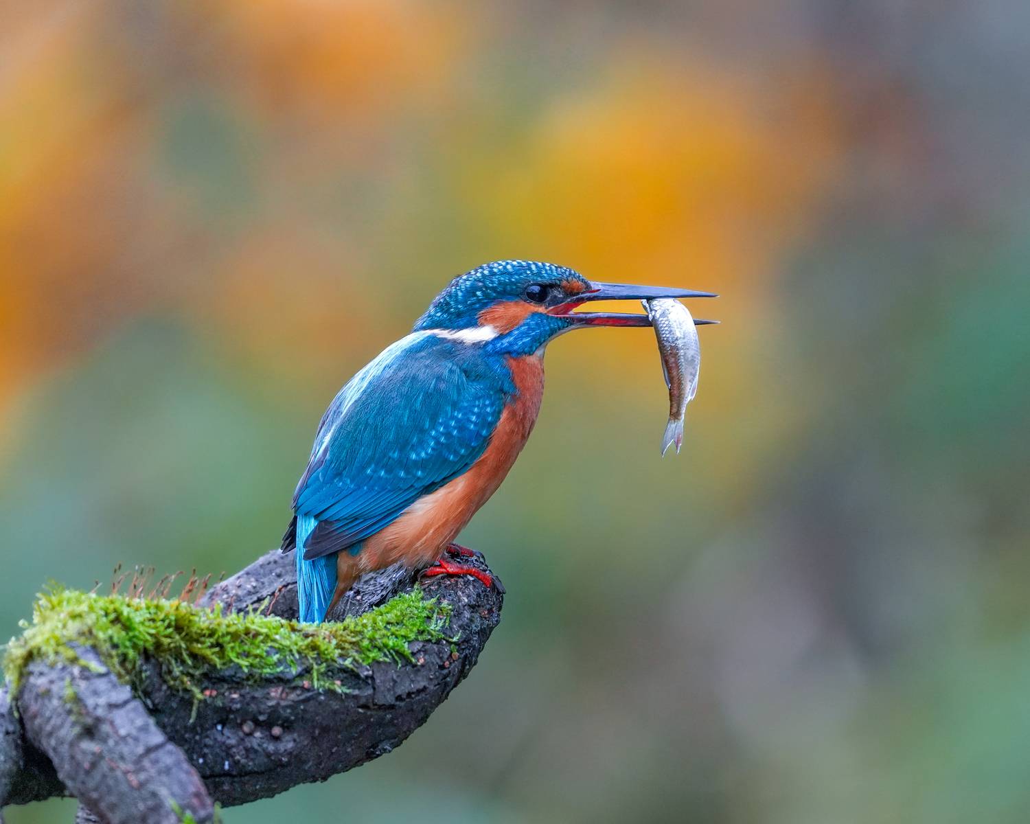 зимородок, птицы, kingfisher, birds, Оксана Дорн