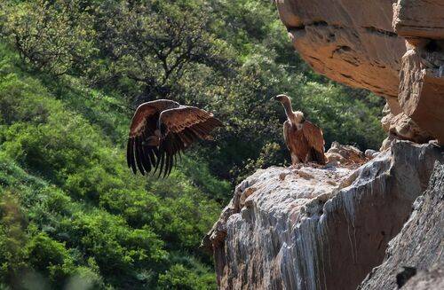 Гнездо Белоголового Сипа..