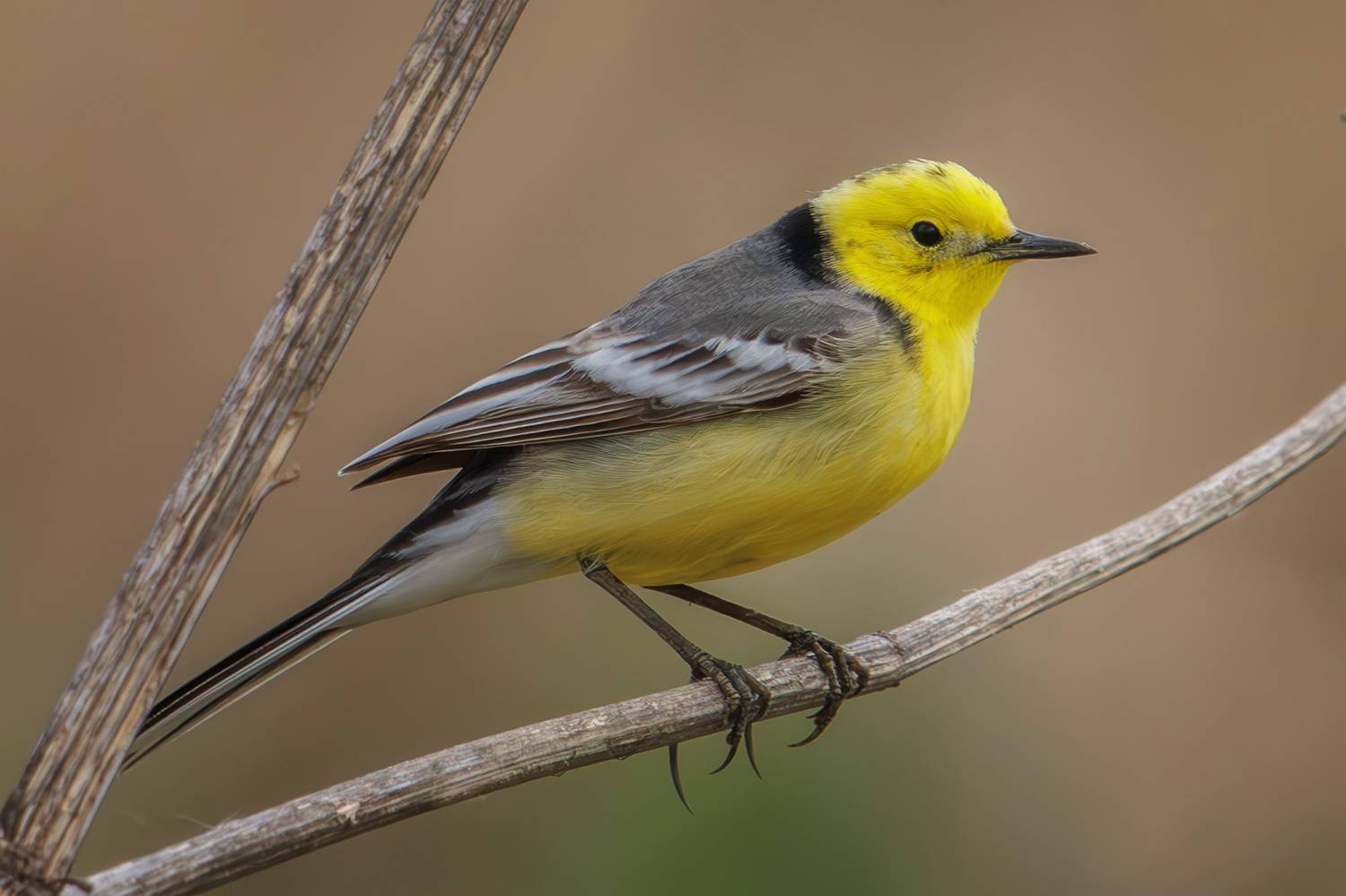 желтоголовая трясогузка, Морозов Сергей