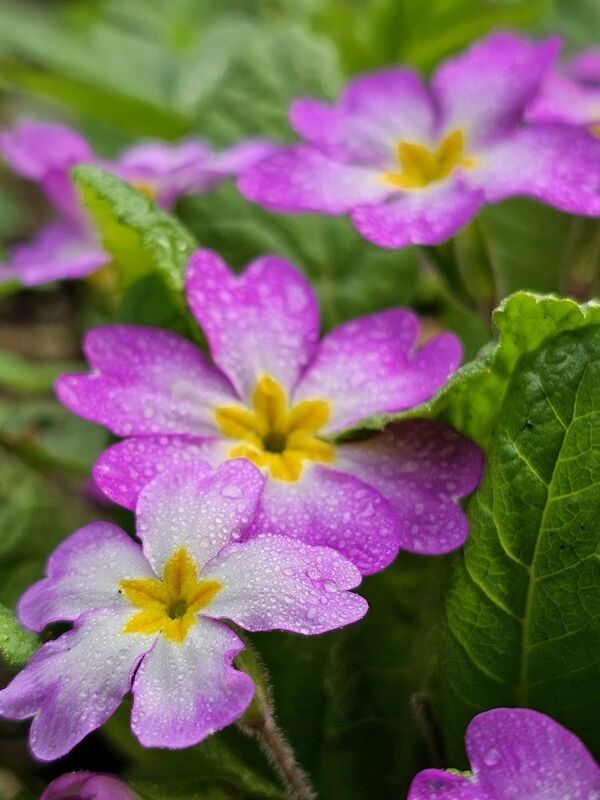 фото превью