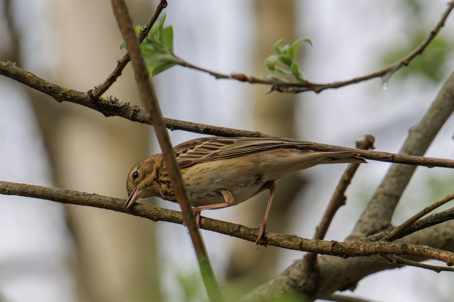 лесной конек, Морозов Сергей