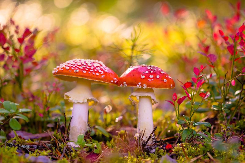 .... фото превью