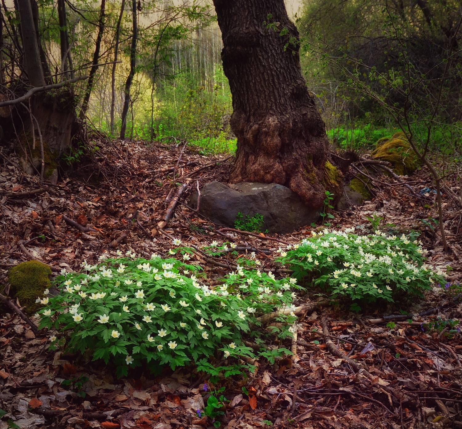 , Юлияна Стоянова