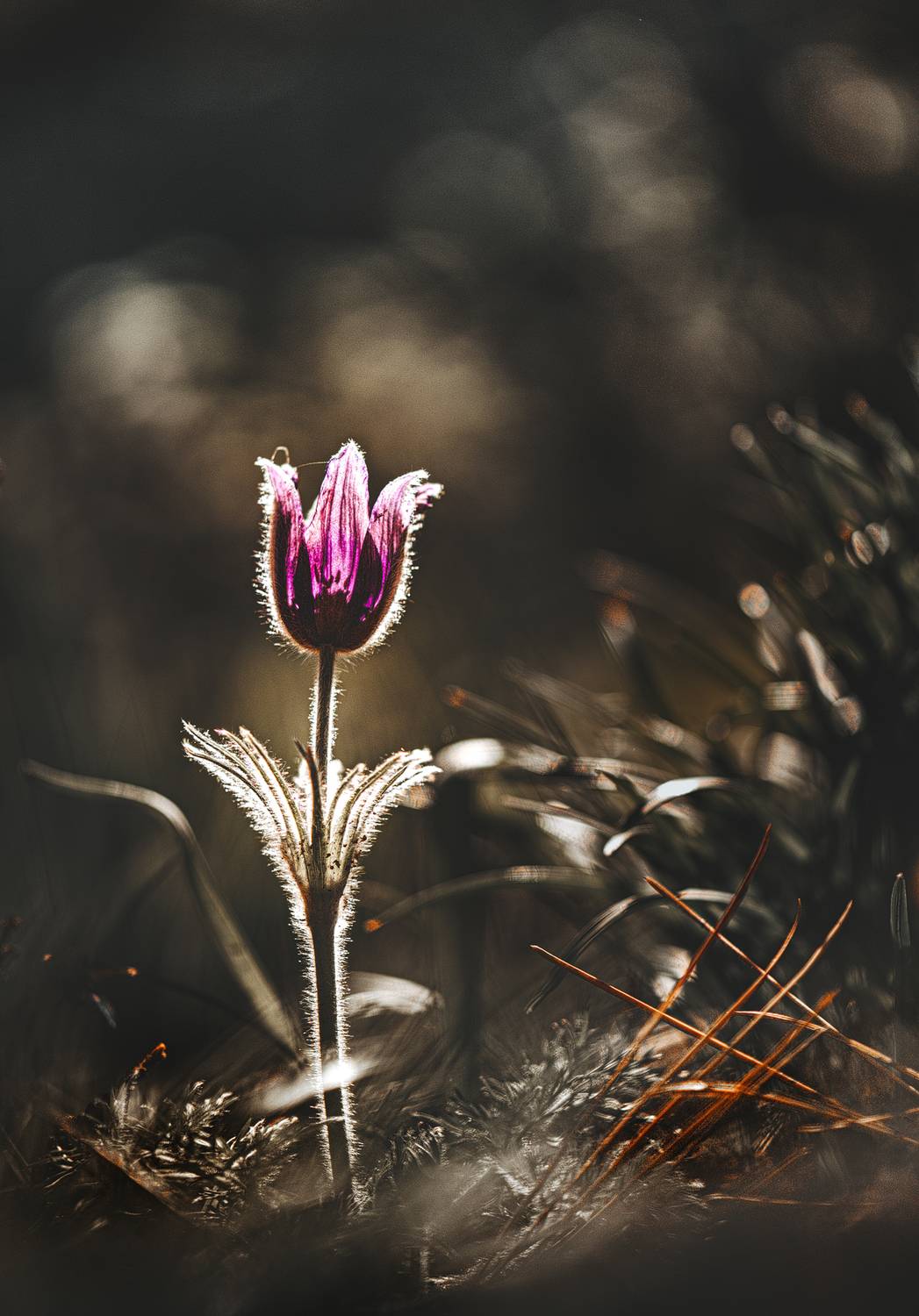 , Неля Рачкова