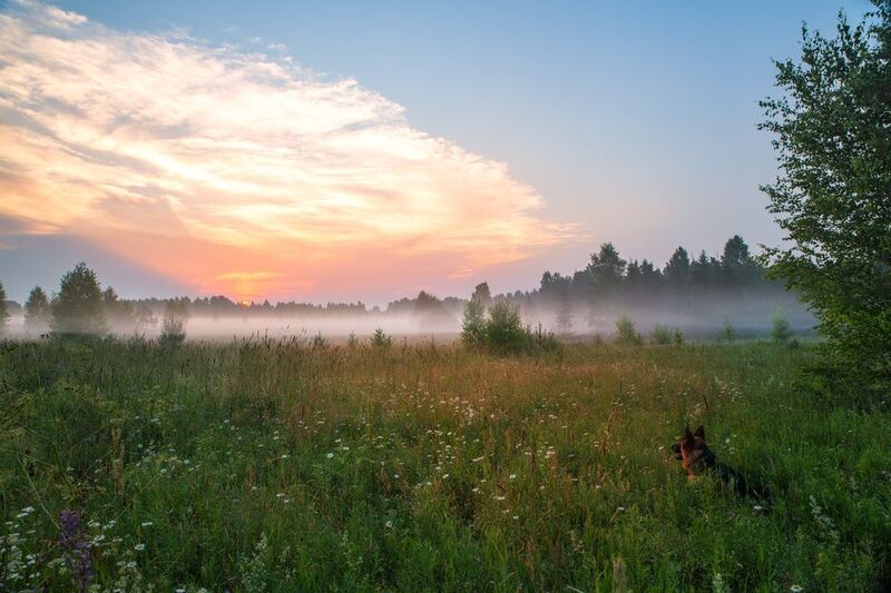 вечер,закат,туман,небо,облака,солнце,свет,краски,собака наблюдатель фото превью
