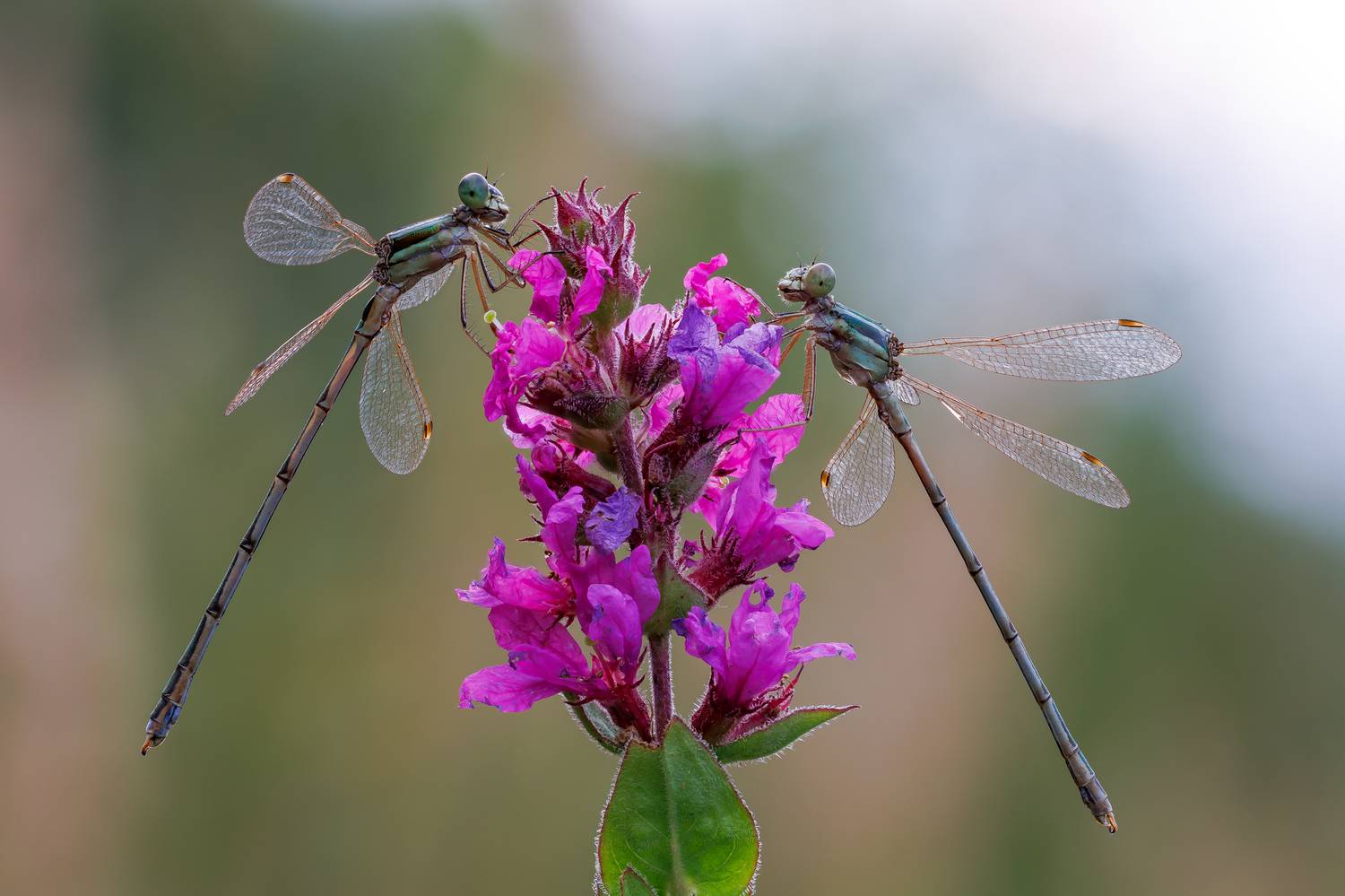 , Кузнецов Дмитрий