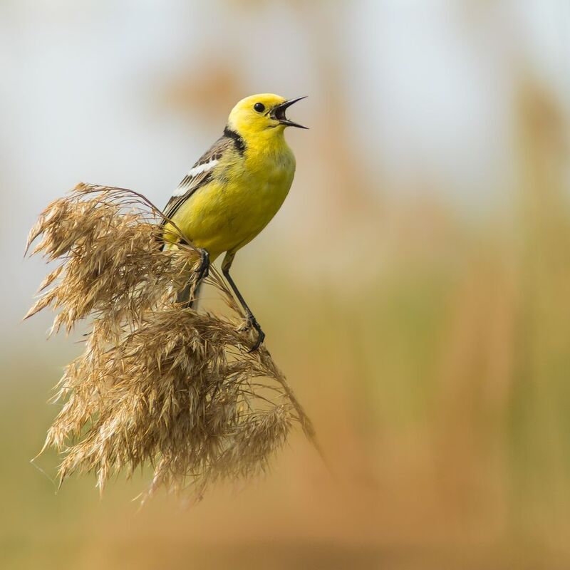 желтоголовая трясогузка Желтоголовая трясогузка фото превью