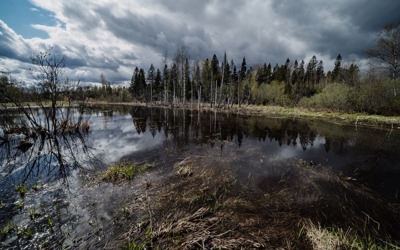 Россия, Новгородская область, район Боровичи, Кончанско-Суворовское Весна фото превью