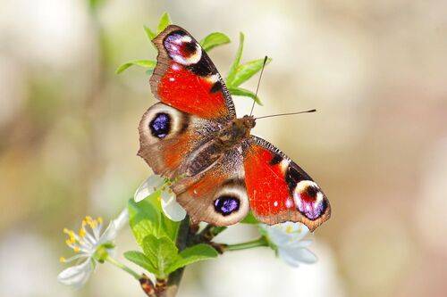 Дневной павлиний глаз