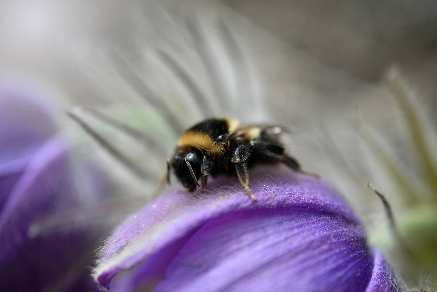 , Калёв Сергей