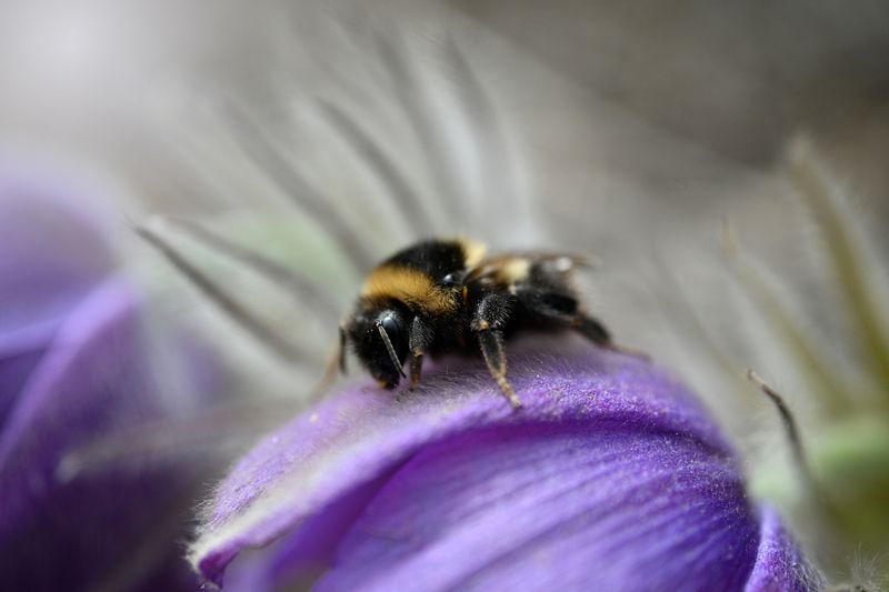 Сонный шмель фото превью
