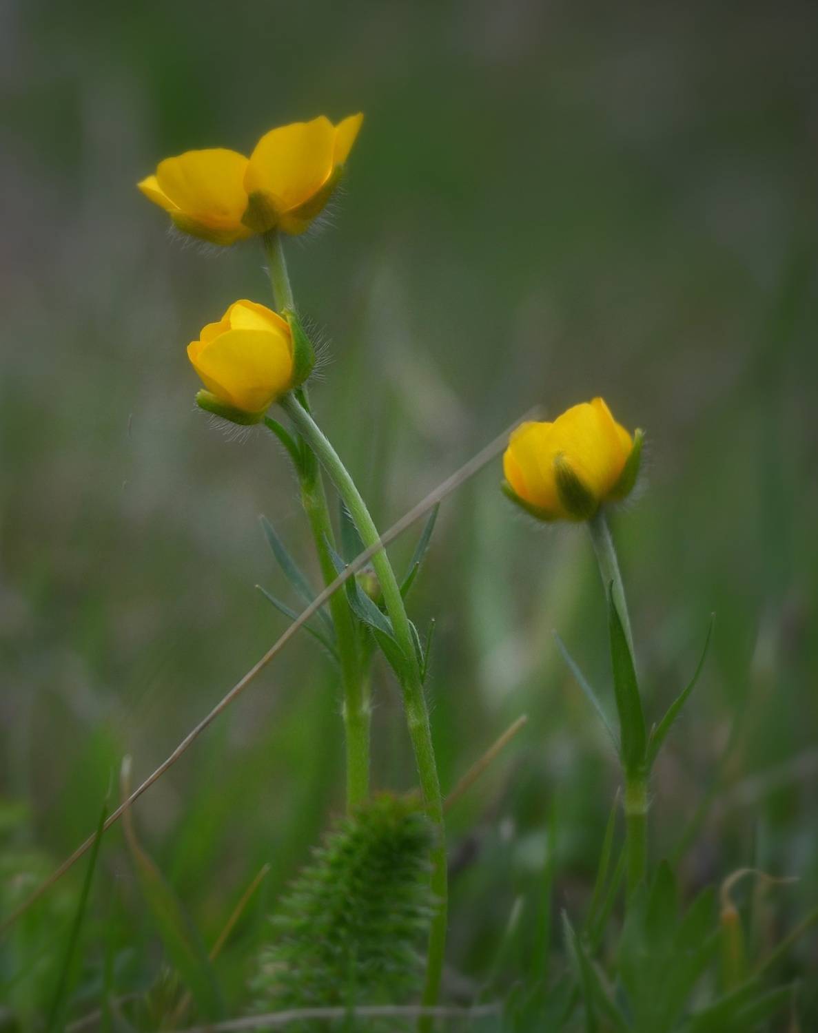 , Юлияна Стоянова