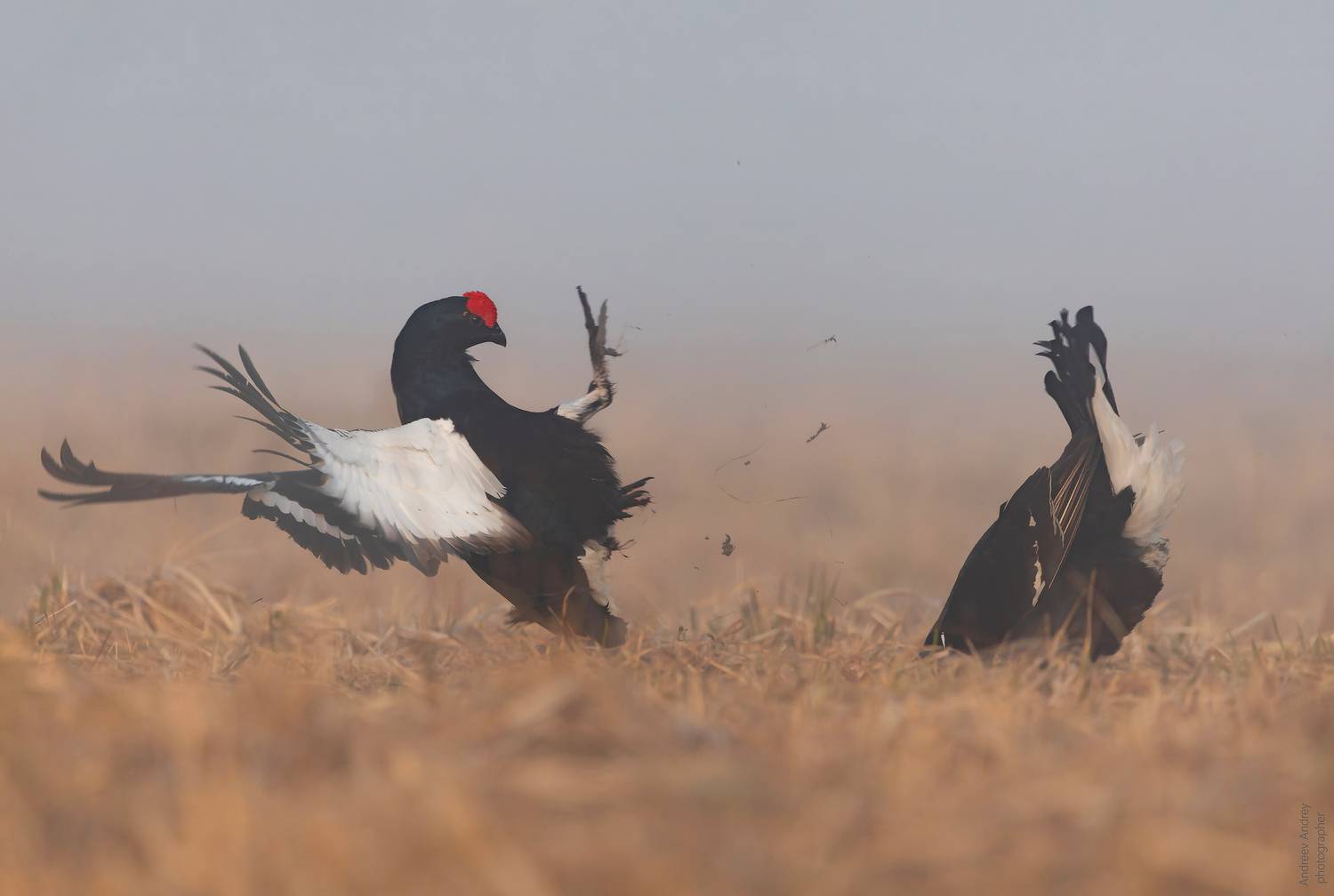 , Андреев Андрей
