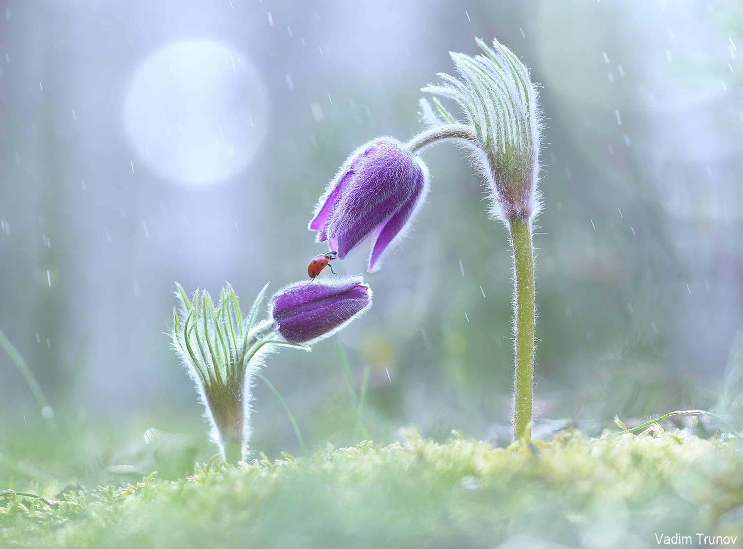 сон-трава, Вадим Трунов