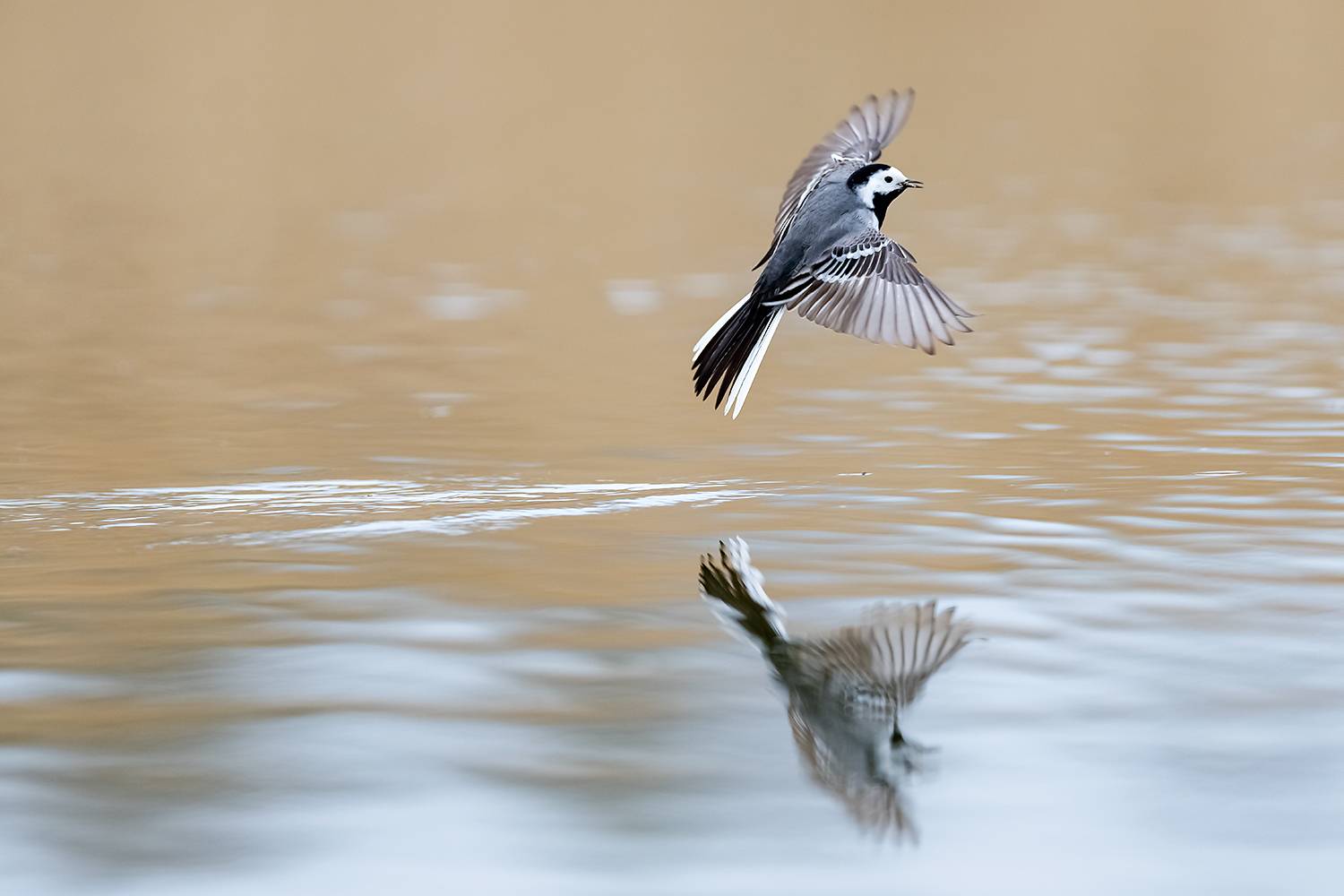 , Абросимов Александр