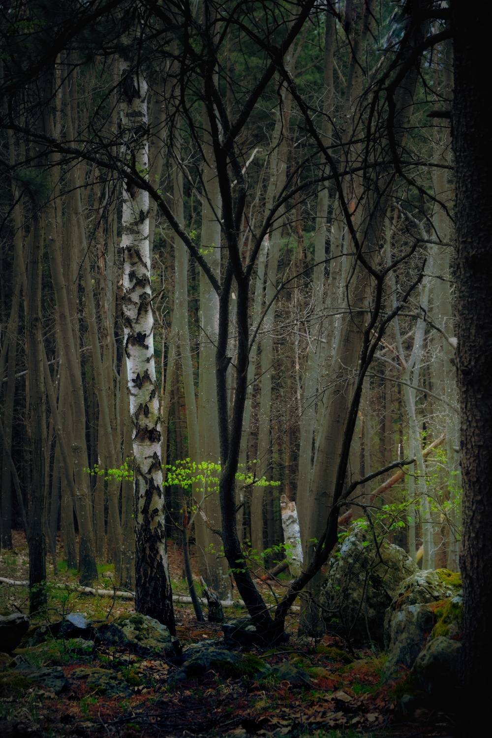 , Юлияна Стоянова