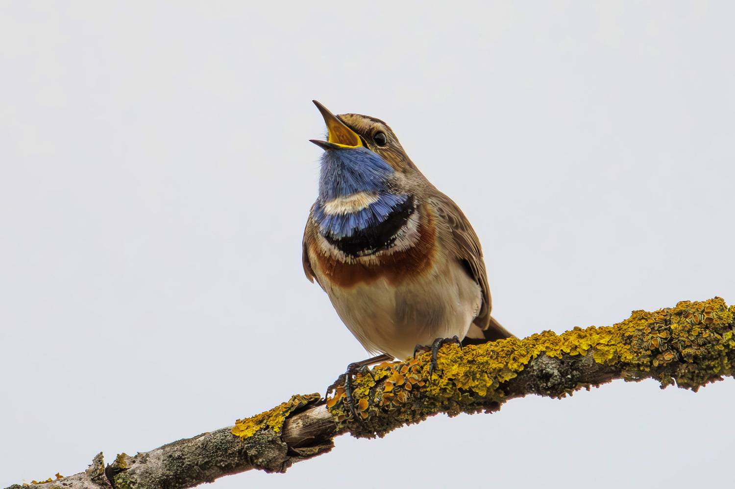 варакуша, Морозов Сергей